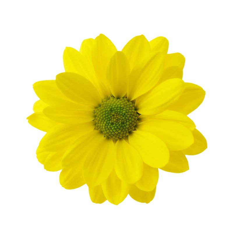 Fleur jaune