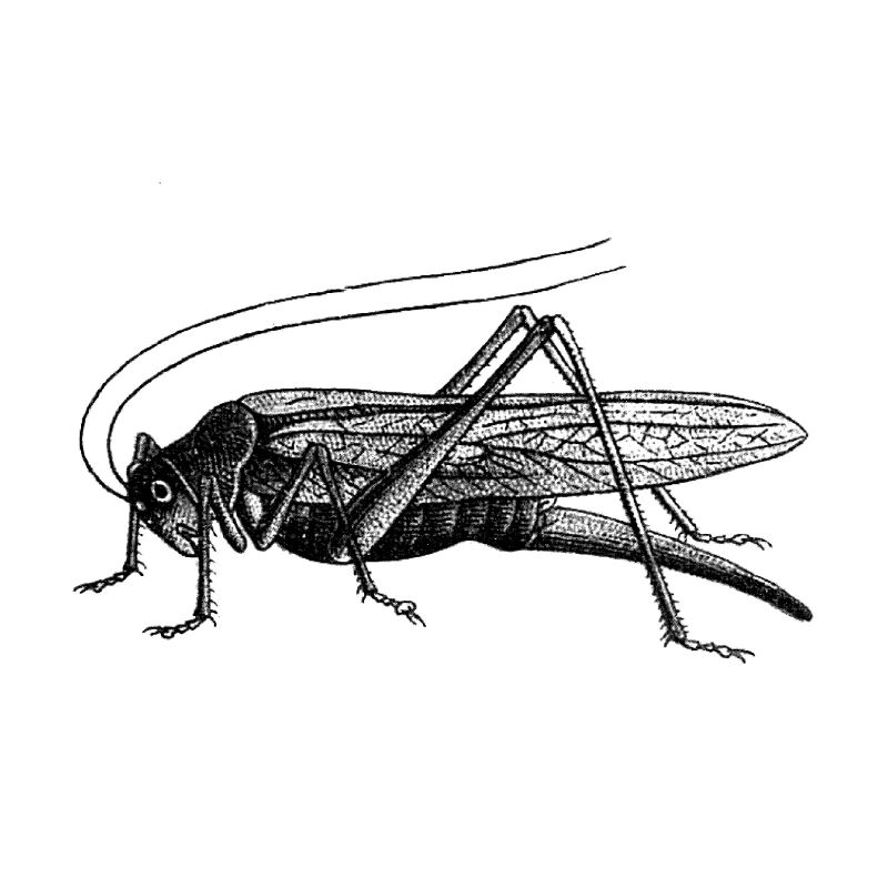 Heuschrecke
