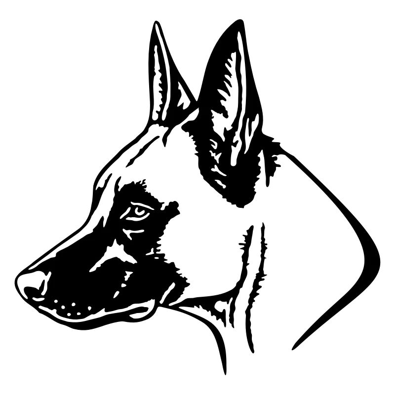 535 Malinois