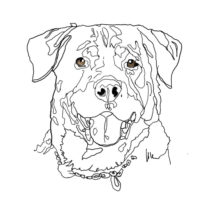 Rottweiler