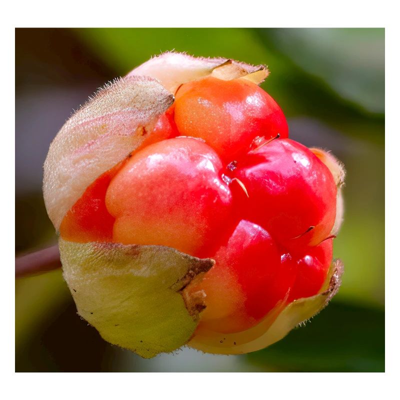 Moltebeere