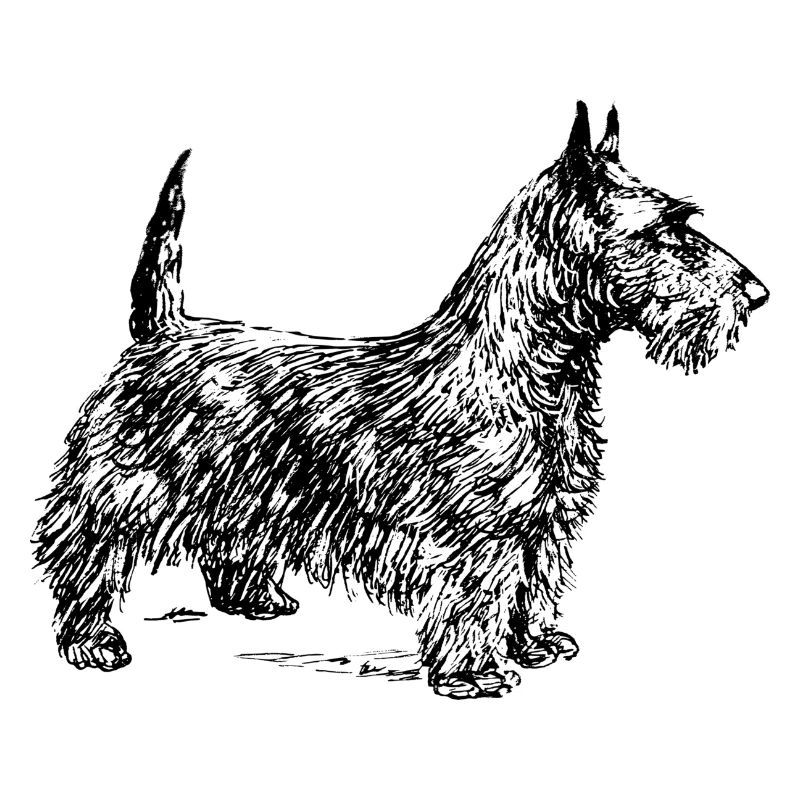 Schottischer Terrier