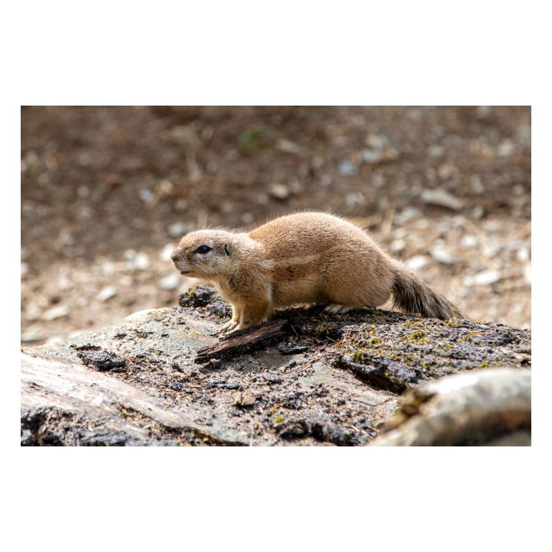 African ground squirrels Borstenhörnchen Xerus