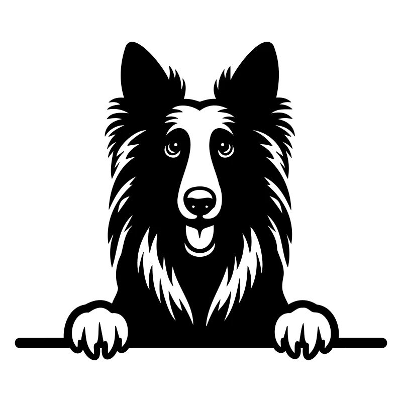 Belgian Groenendael