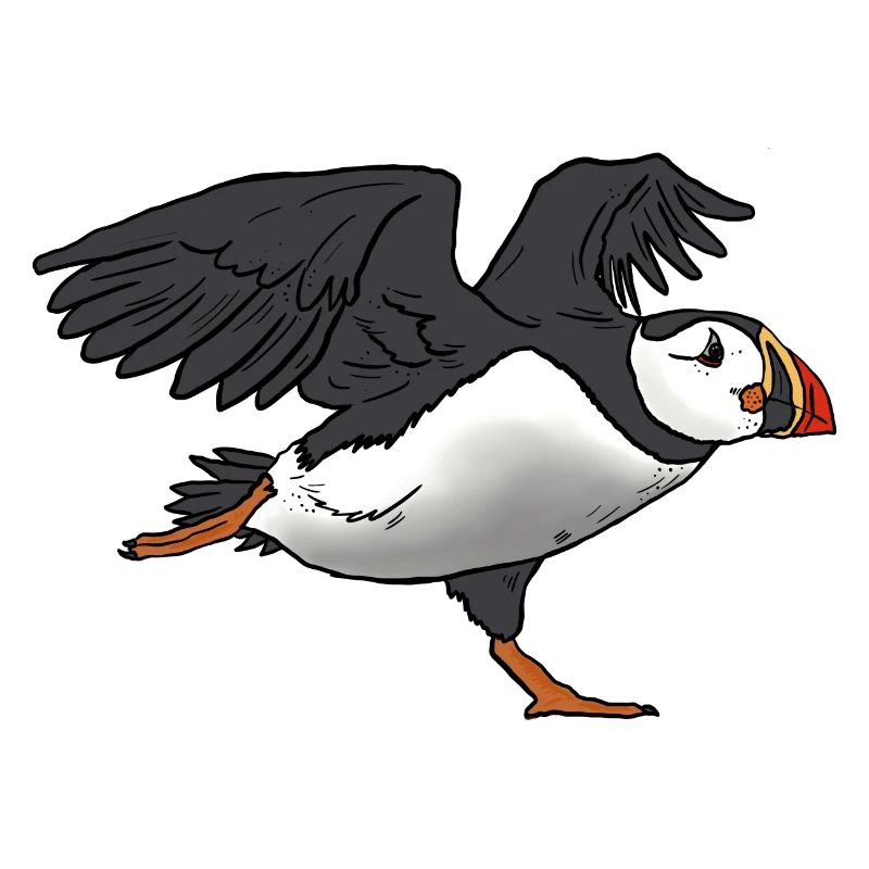 Macareux
