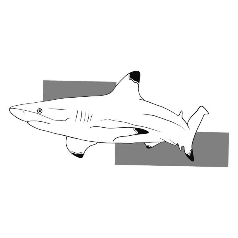 Shark 1