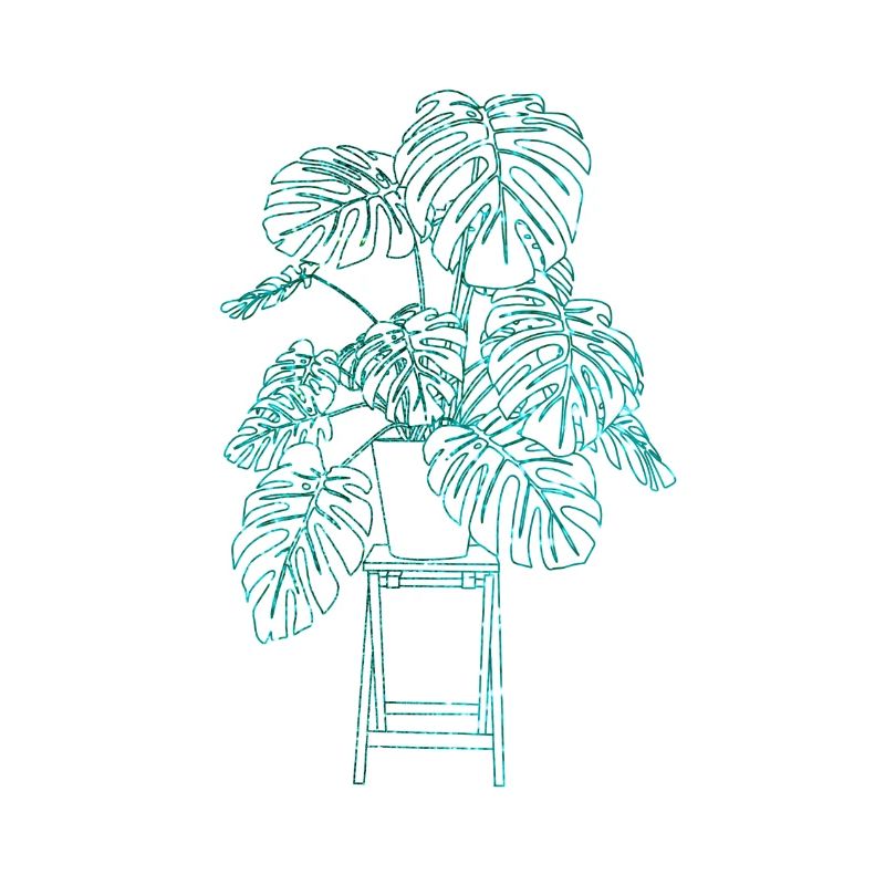 Monstera
