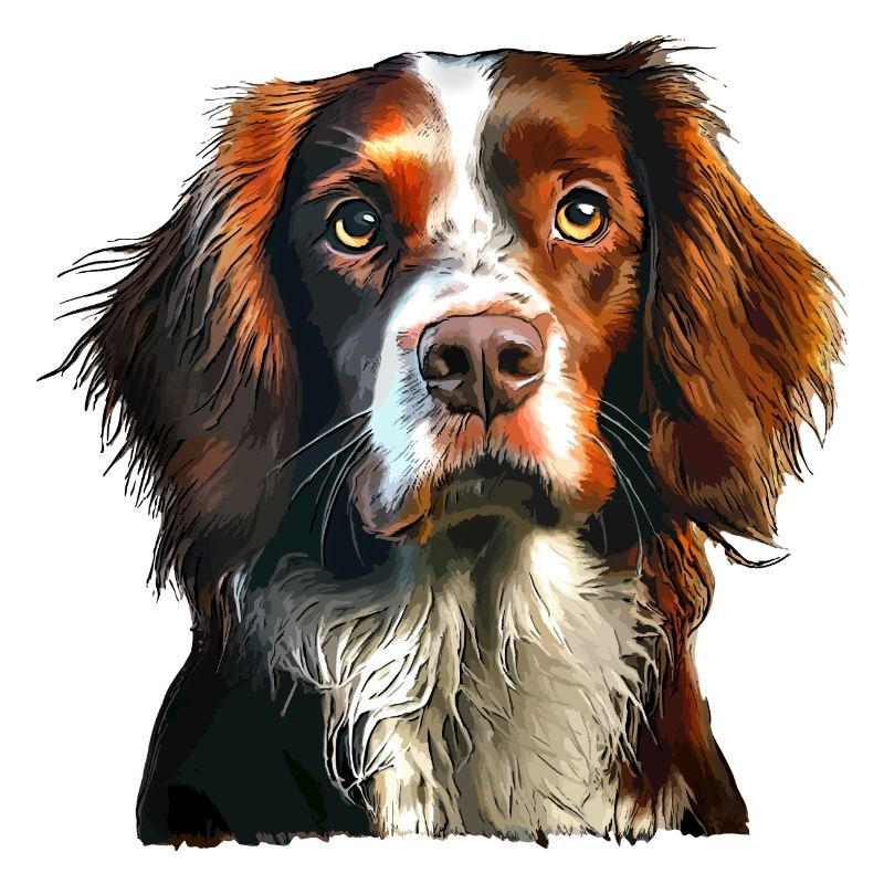 Brittany Spaniel