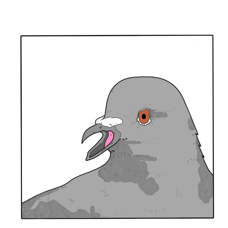Pigeon / Taube