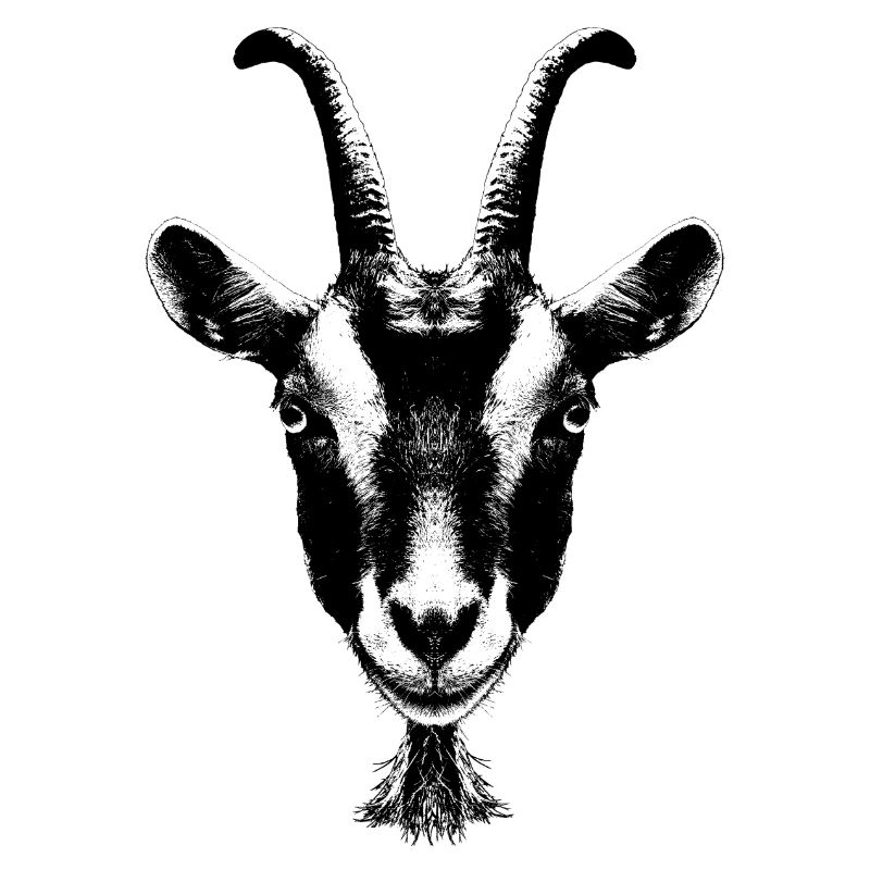 Portrait d’une chèvre