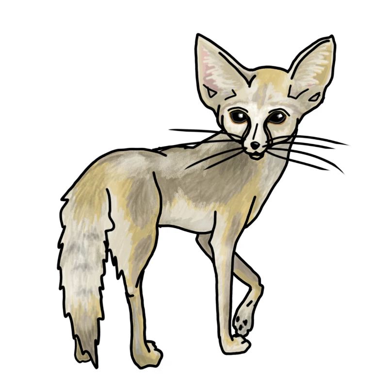 Wüstenfuchs Fennek