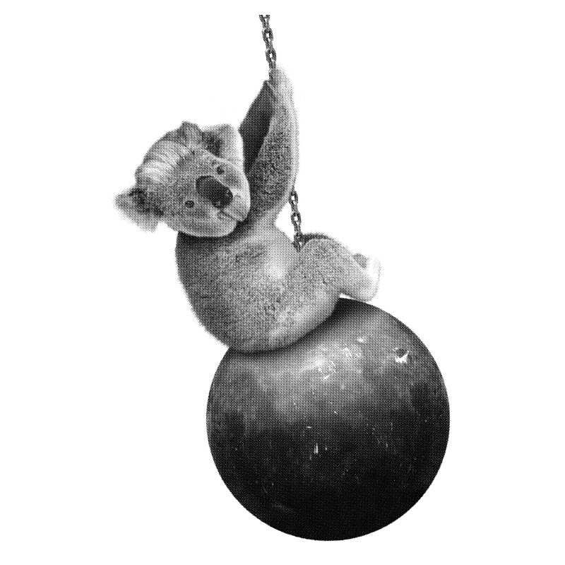 Cyrus Koala
