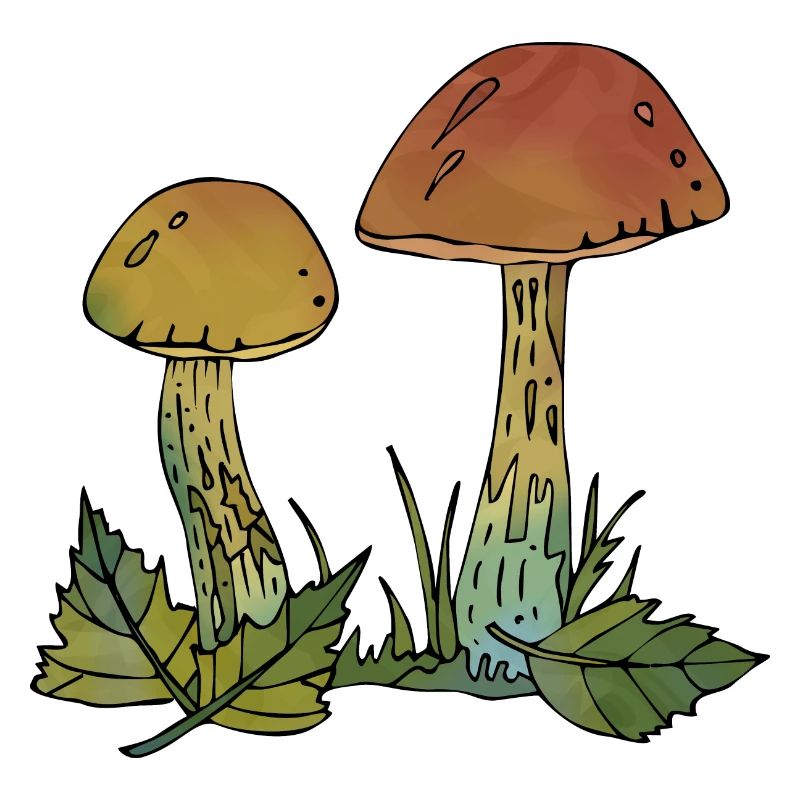 Mycètes