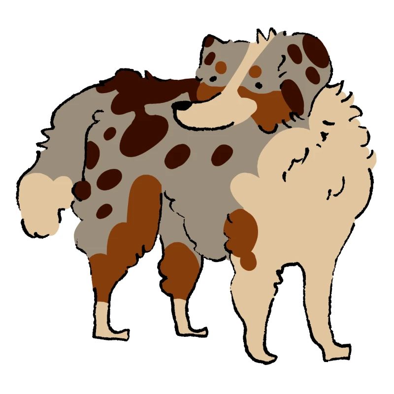 Australian Shepherd