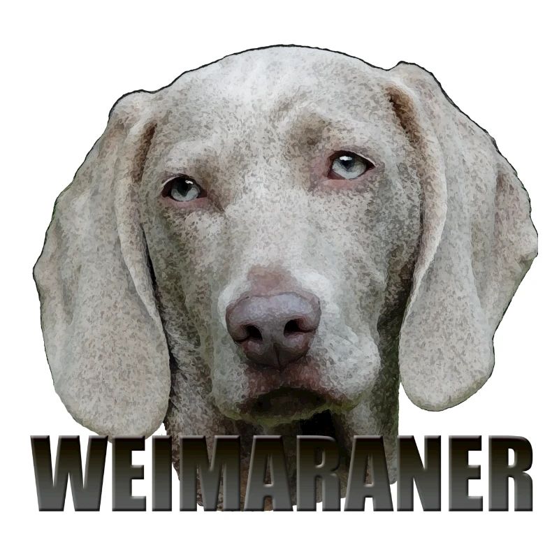 Weimaraner