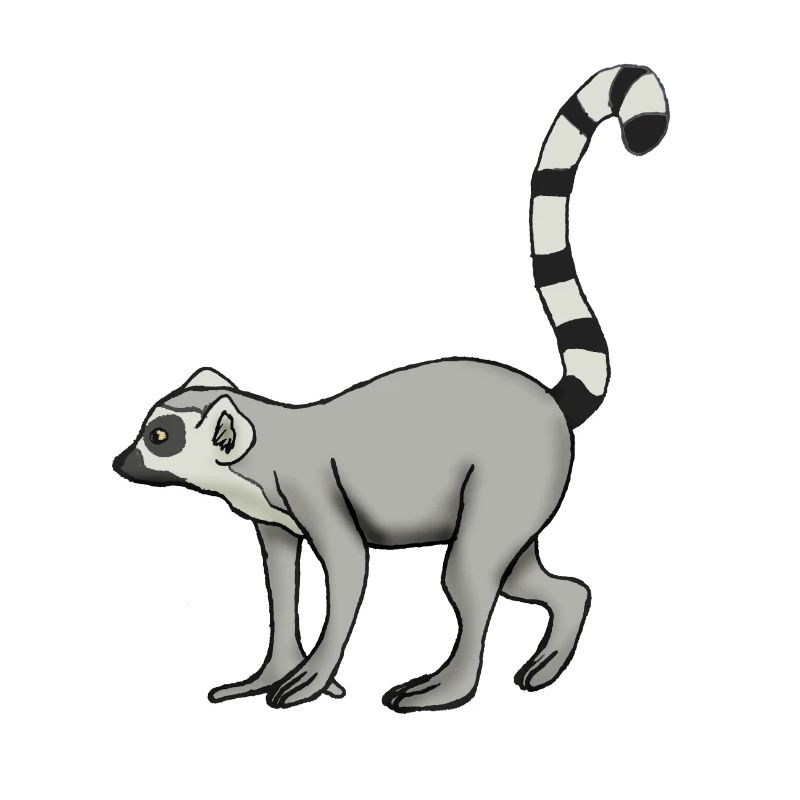 Lemur Katta