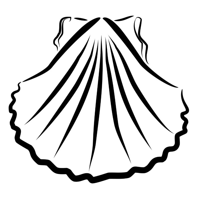 Jakobsmuschel