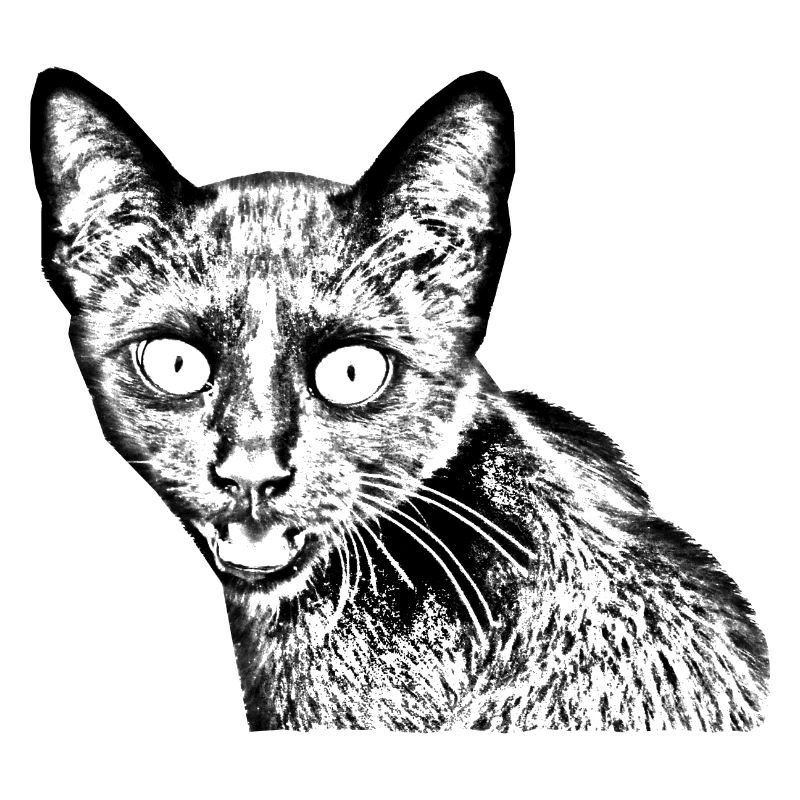 schwarze Katze