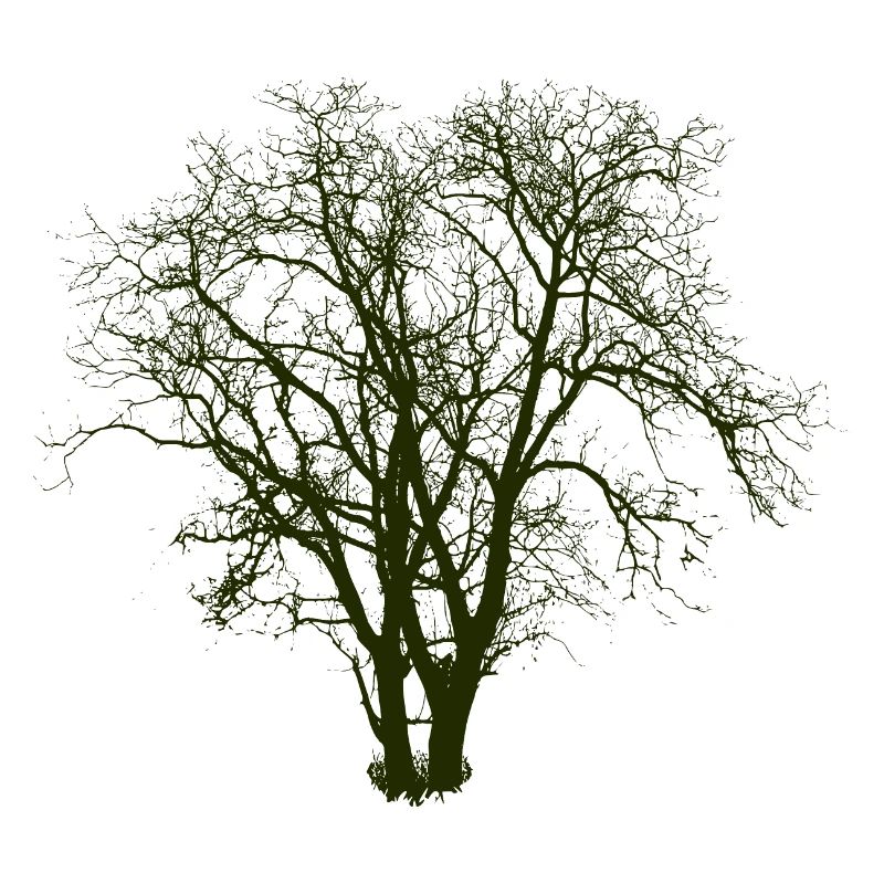 Arbre