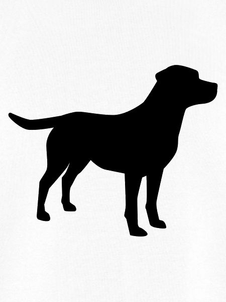 Labrador