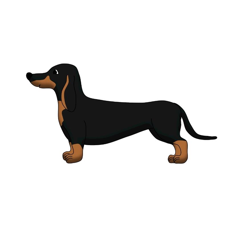 Dackel schwarz