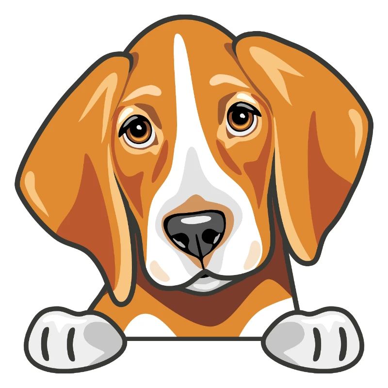 Peeking cute sad foxhound