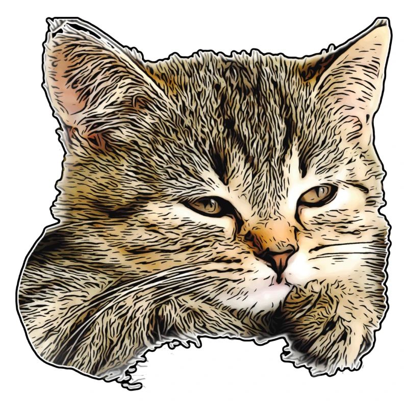 Cat face
