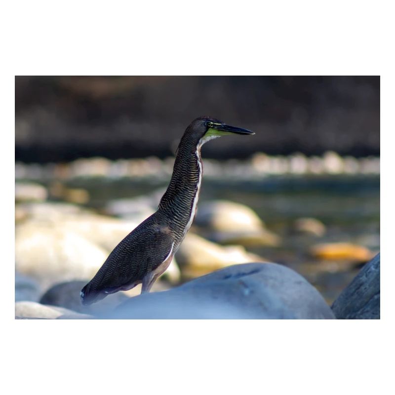 Der Reiher
