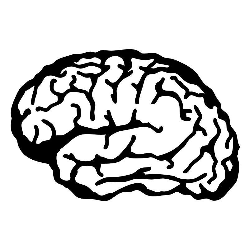 brain