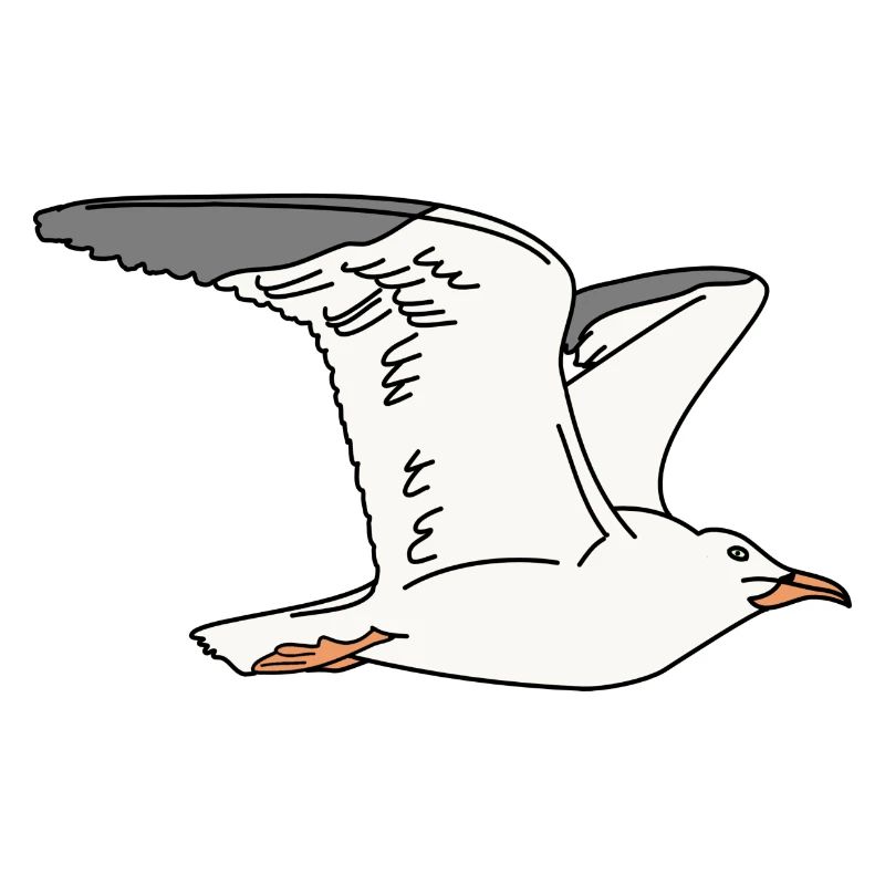 Möwe
