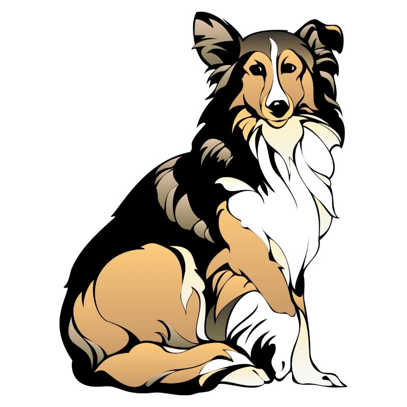 Collie