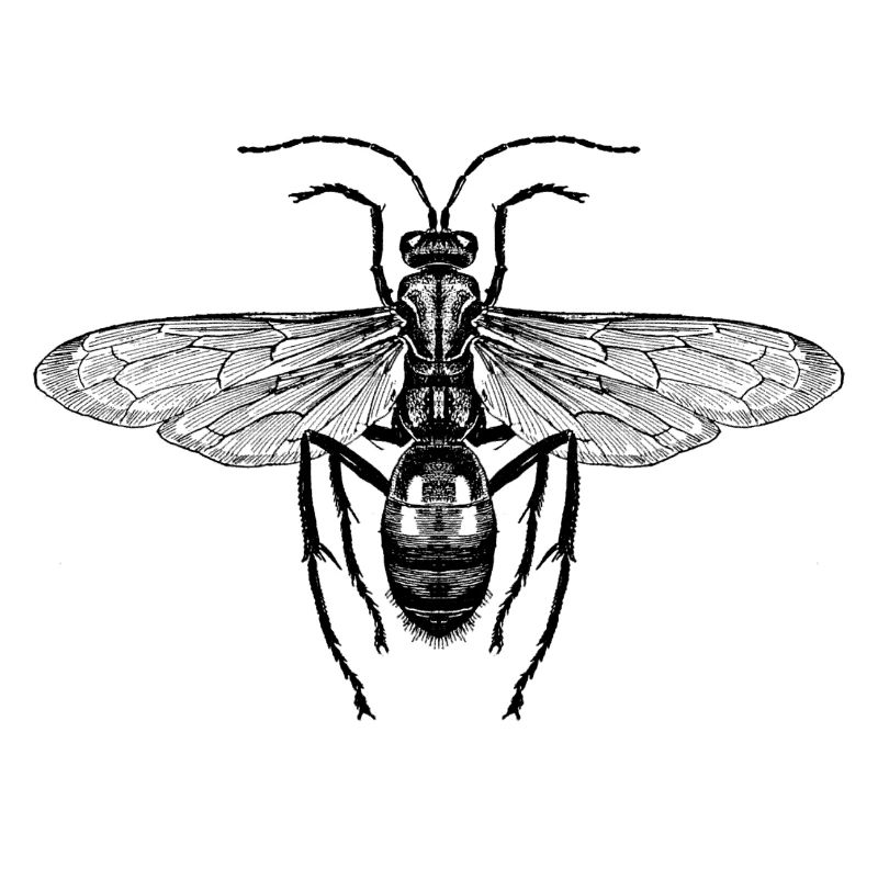 Épervier de la tarentule (Pepsis formosa)