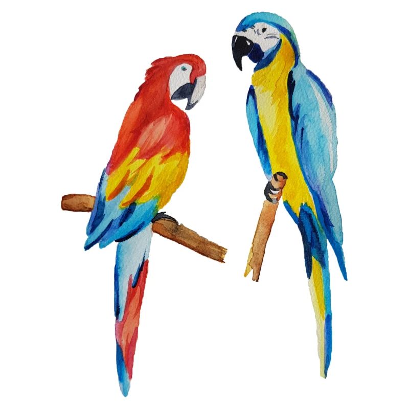 perroquets