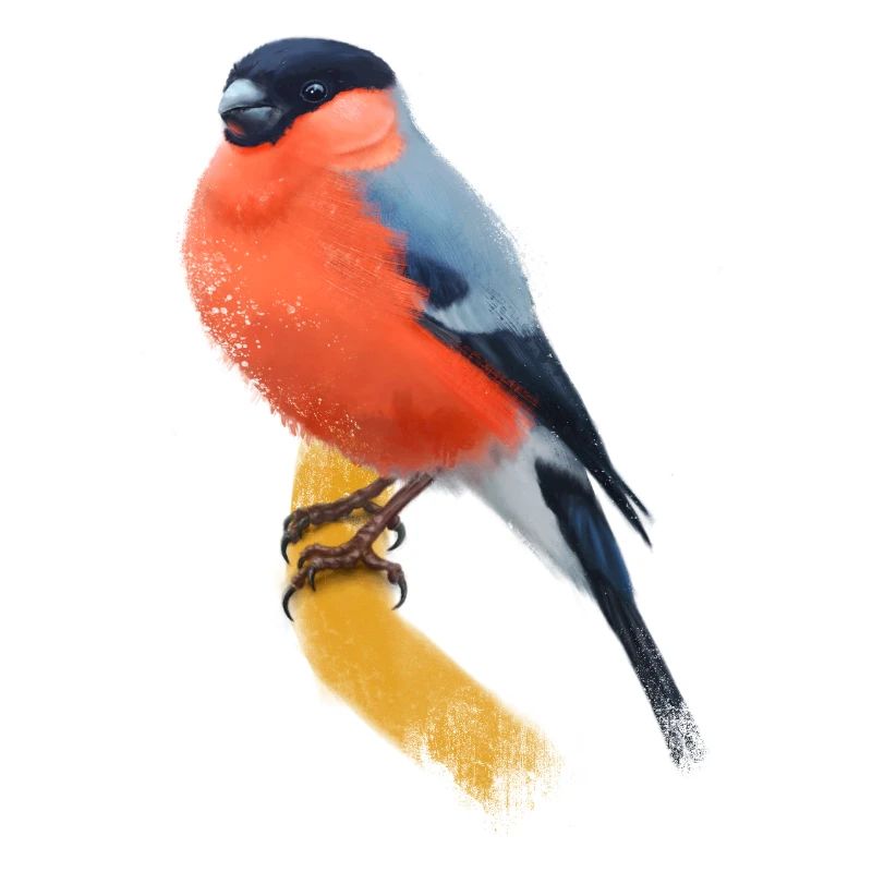 Bullfinch