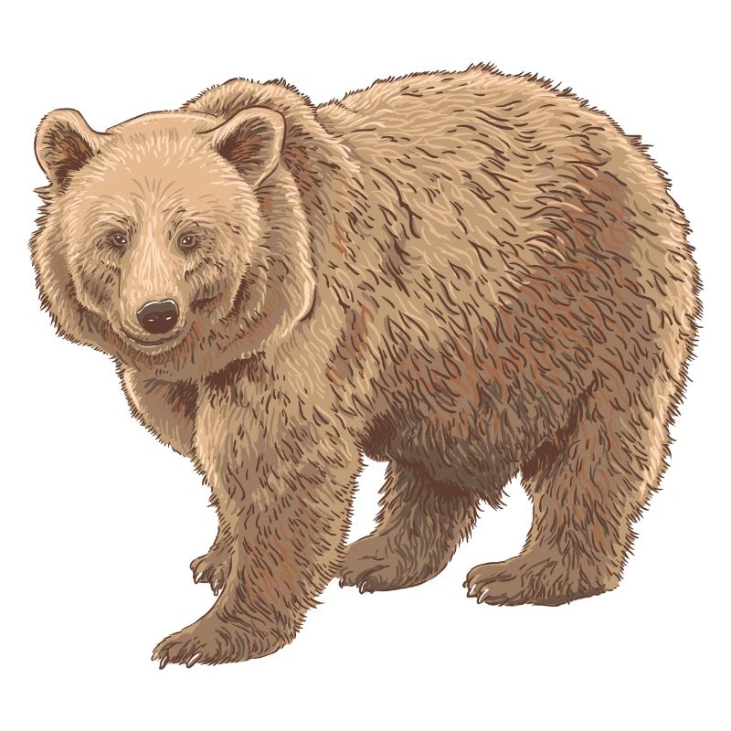Waldbär Fellzeichnung