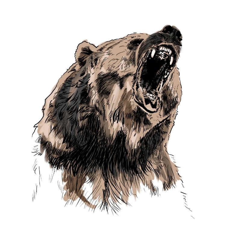 bear