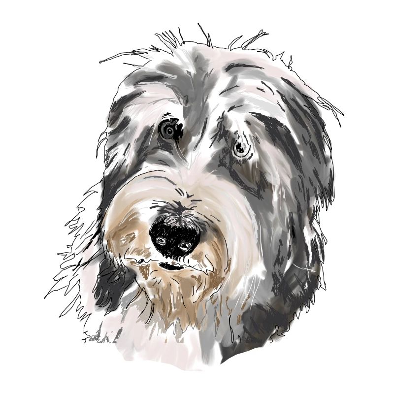 Bearded Collie