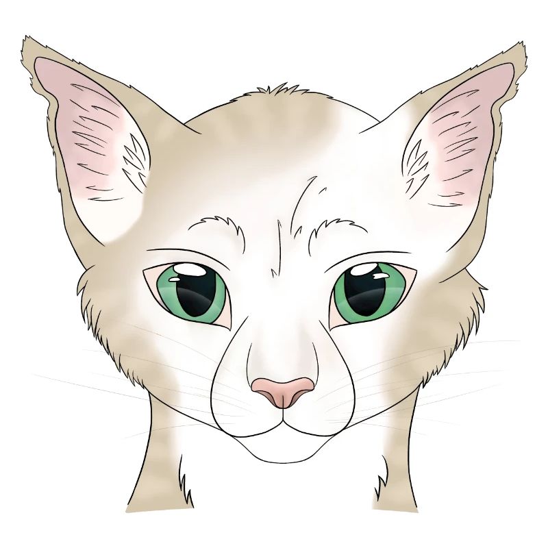 Katze weiß beige