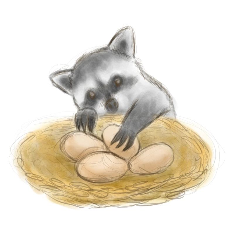 Niedlicher Waschbär-Eierdieb