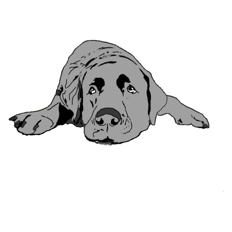 Labrador