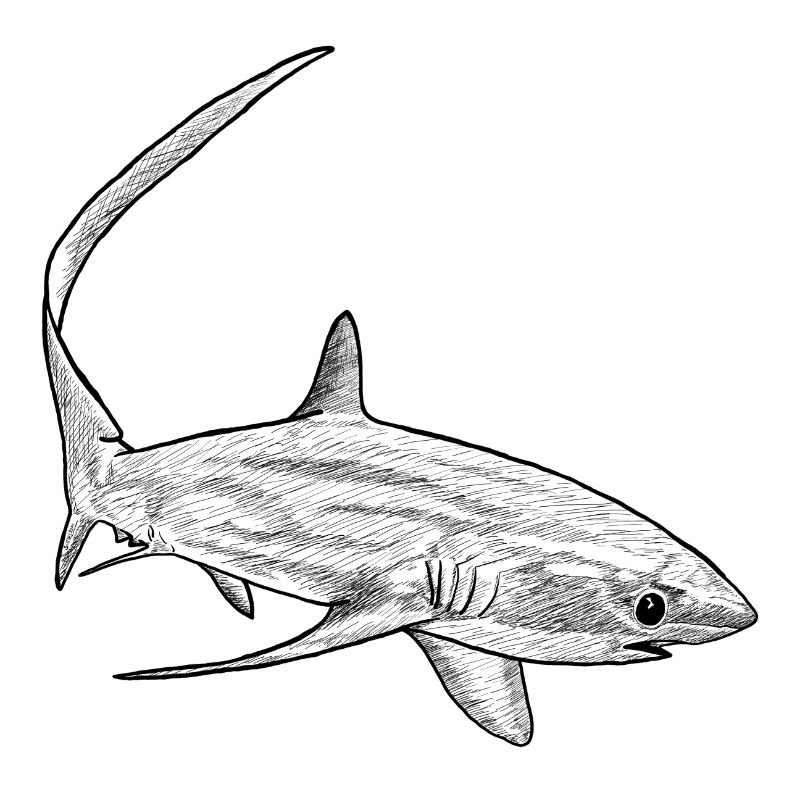 Requin renard