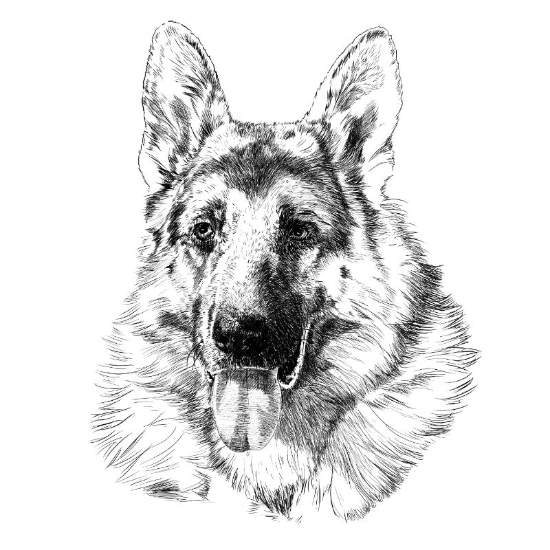 Schäferhund