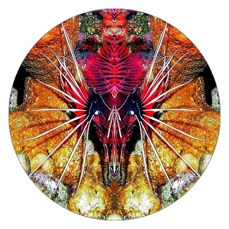 Créatures marines de la nature
