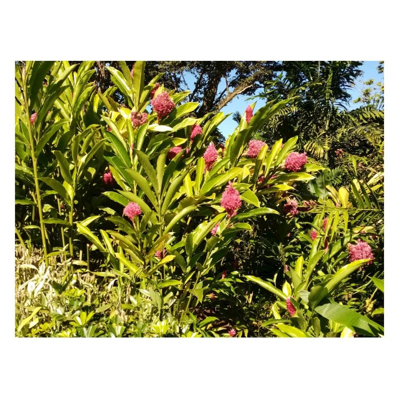 Design_floral