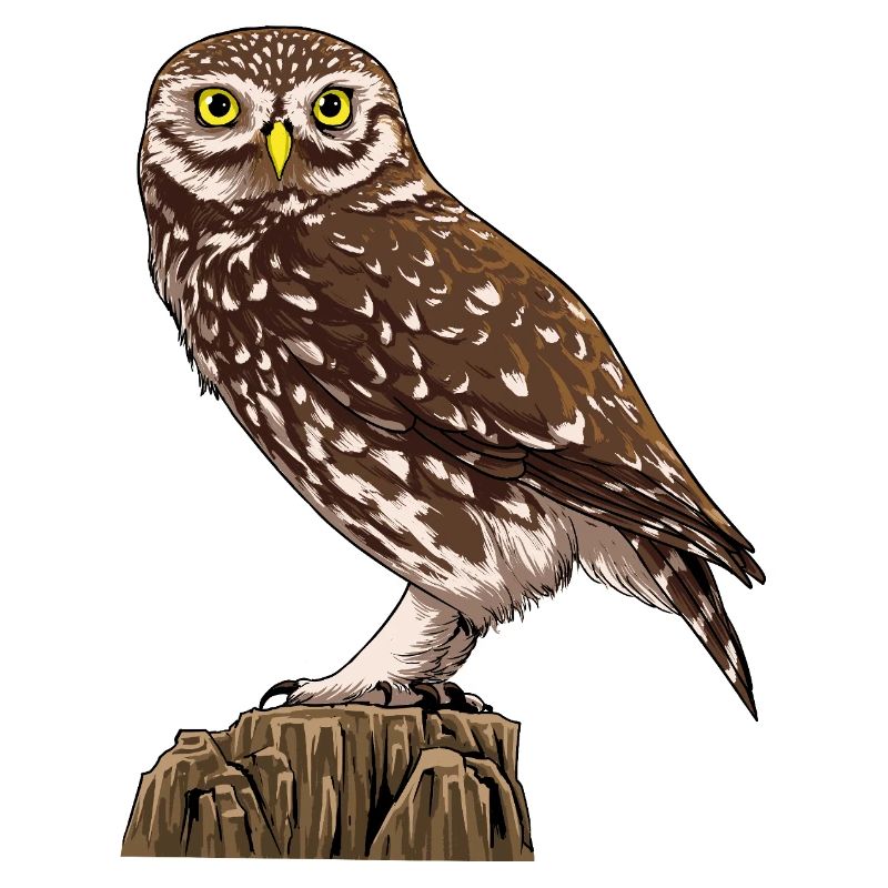 Little Owl