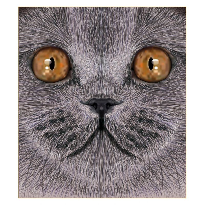 Britisch-Kurzhaar-Katze