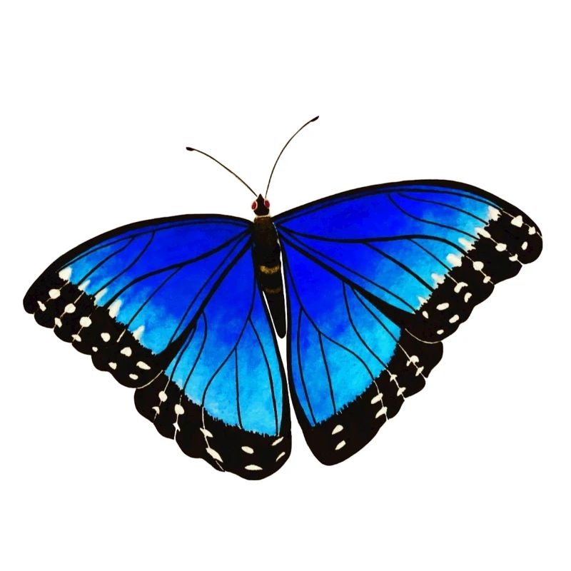 Schmetterling
