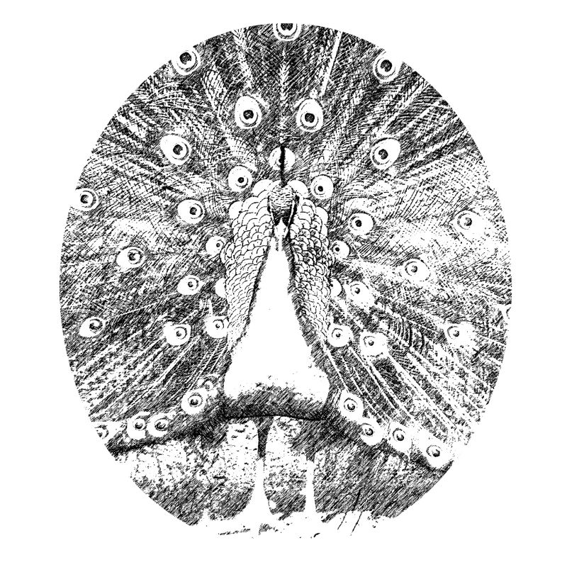pfau