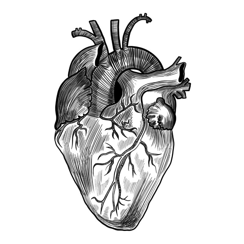 anatomisches Herz