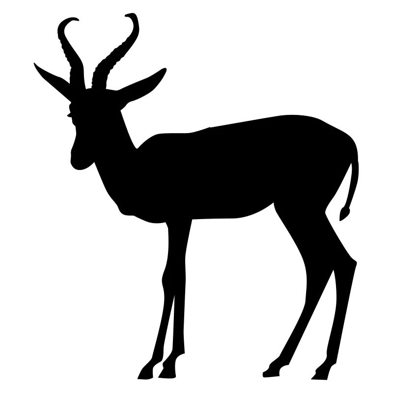 Springbok